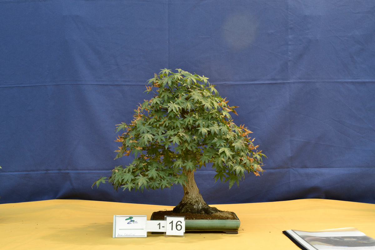 Acer Palmatum en el VIII concurso de prebonsai de Griñón