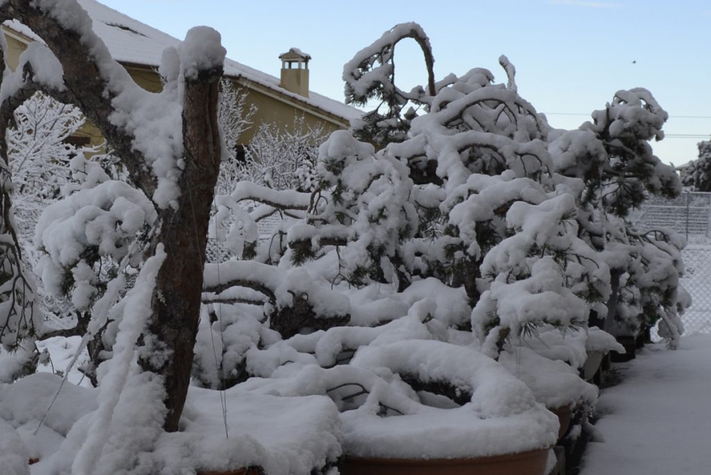 David Soto Estudio de Bonsai