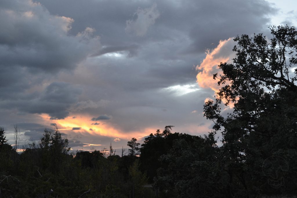 David Soto Estudio de Bonsai