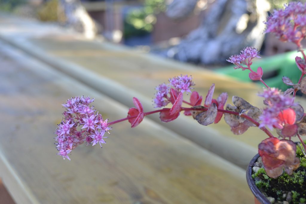 David Soto Estudio de Bonsai