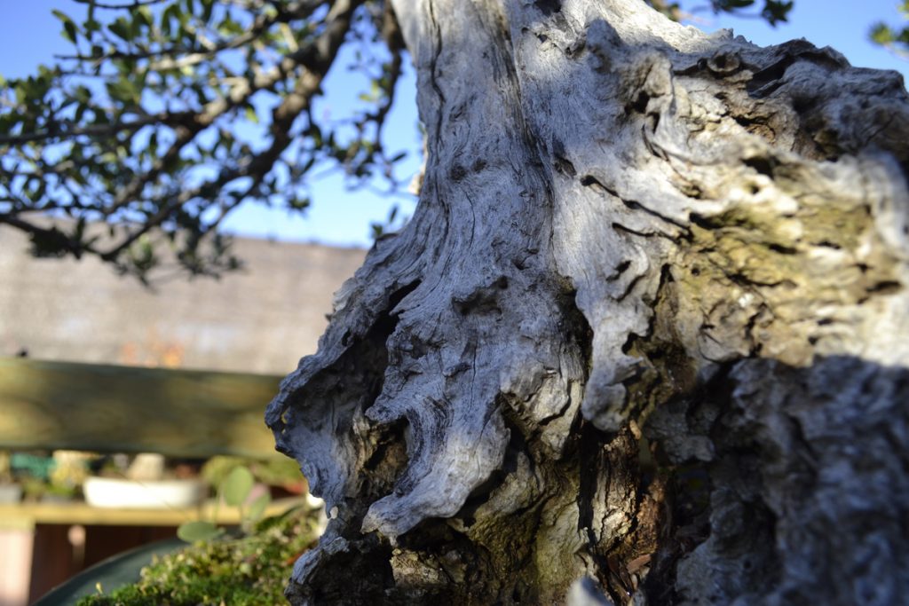 David Soto Estudio de Bonsai