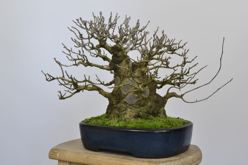 David Soto Estudio de Bonsai