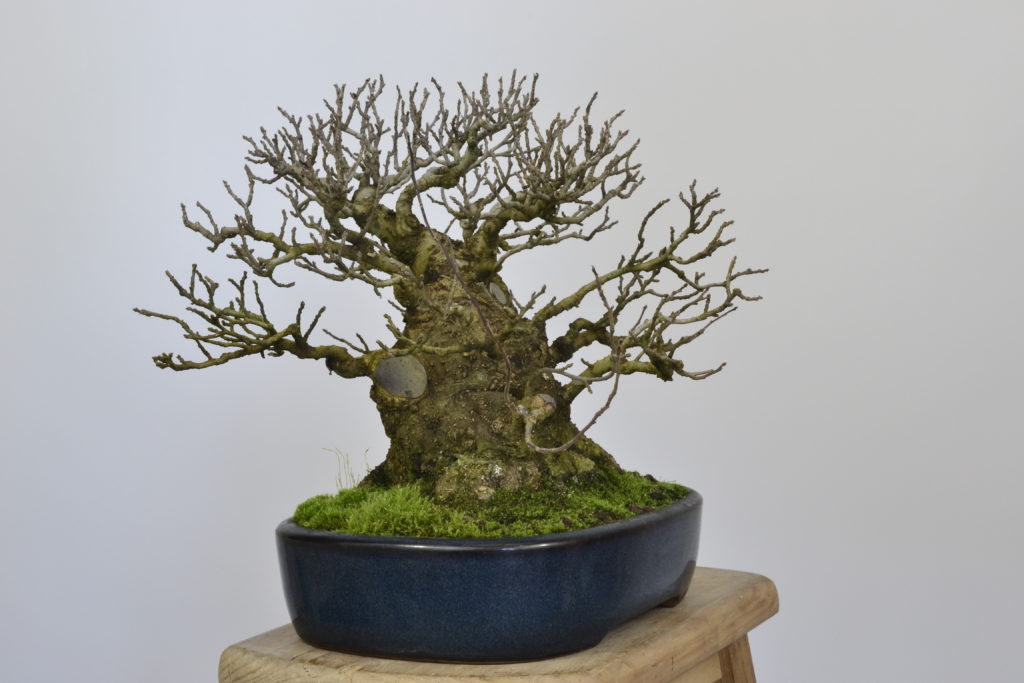 David Soto Estudio de Bonsai