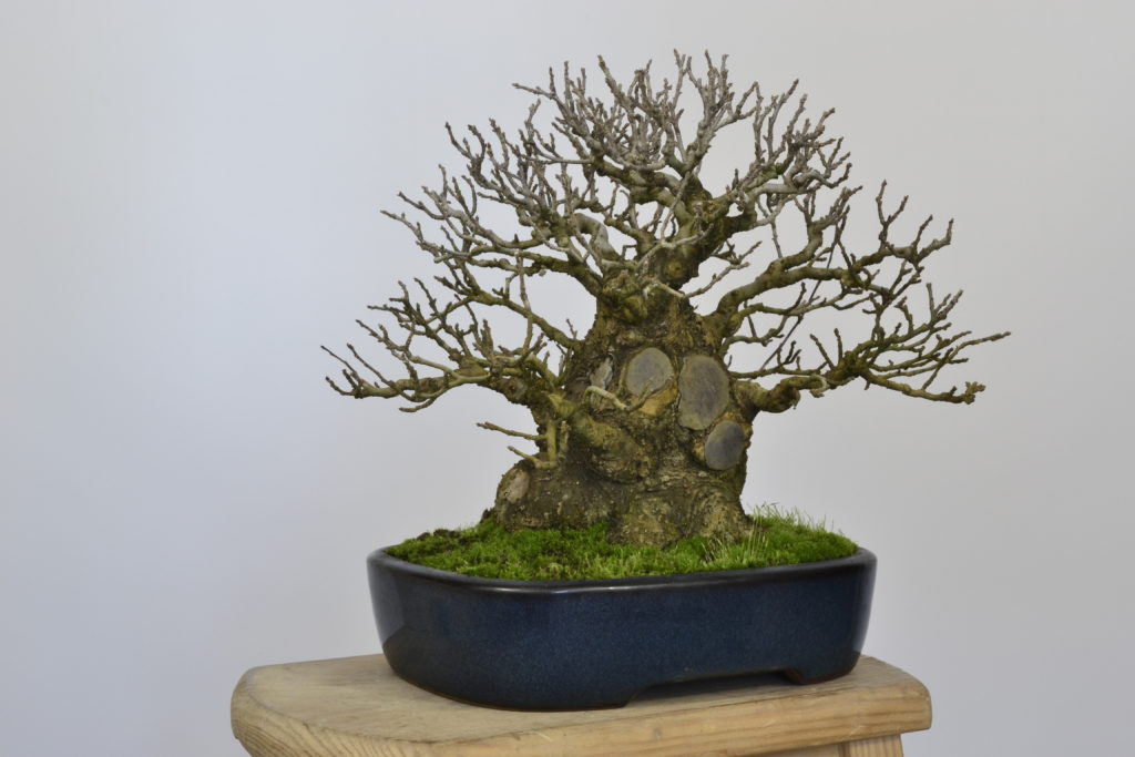 David Soto Estudio de Bonsai