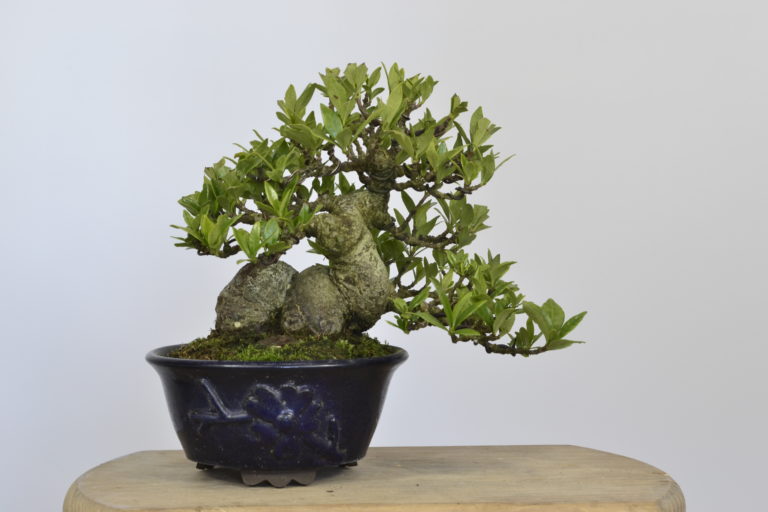 Gardenia jasminoides | David Soto Estudio de Bonsai