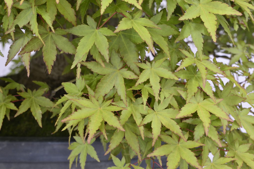 Acer palmatum