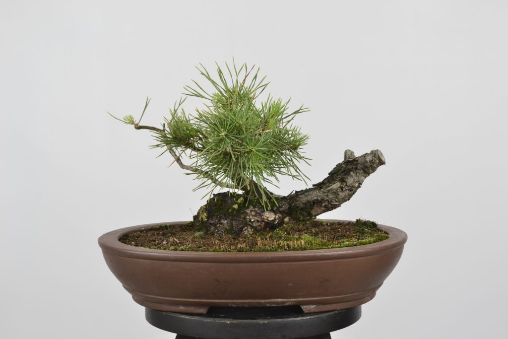 David Soto Estudio de Bonsai