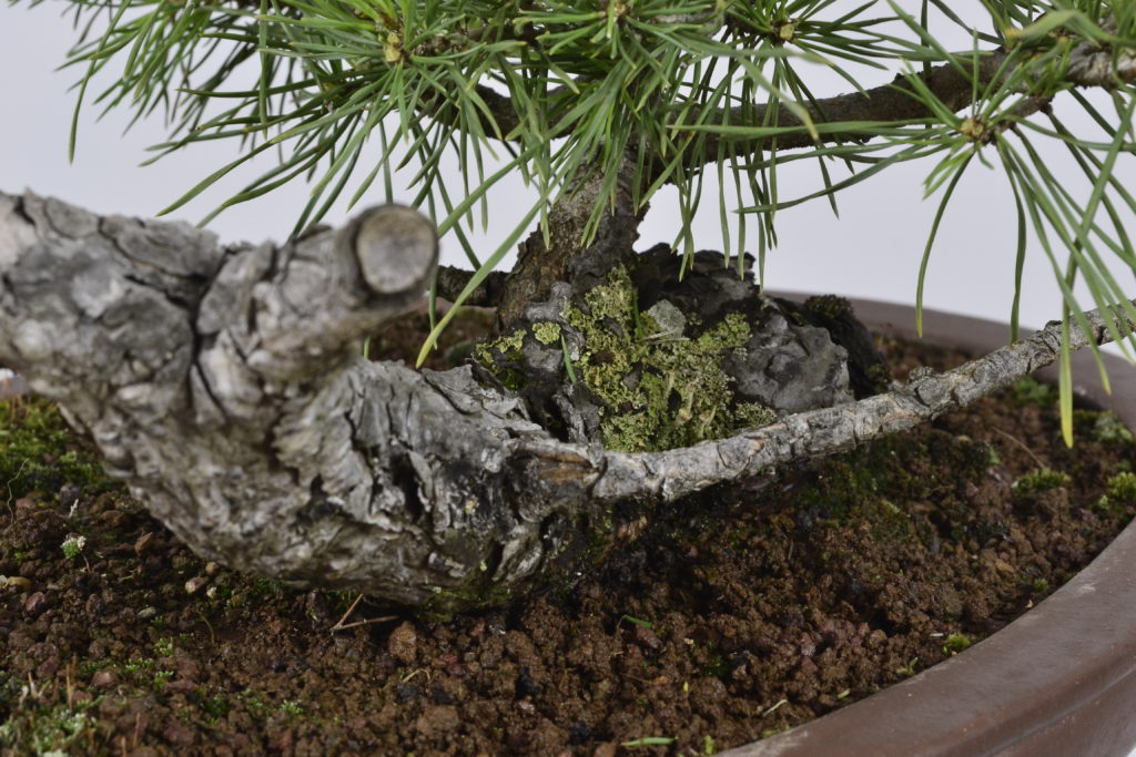 David Soto Estudio de Bonsai