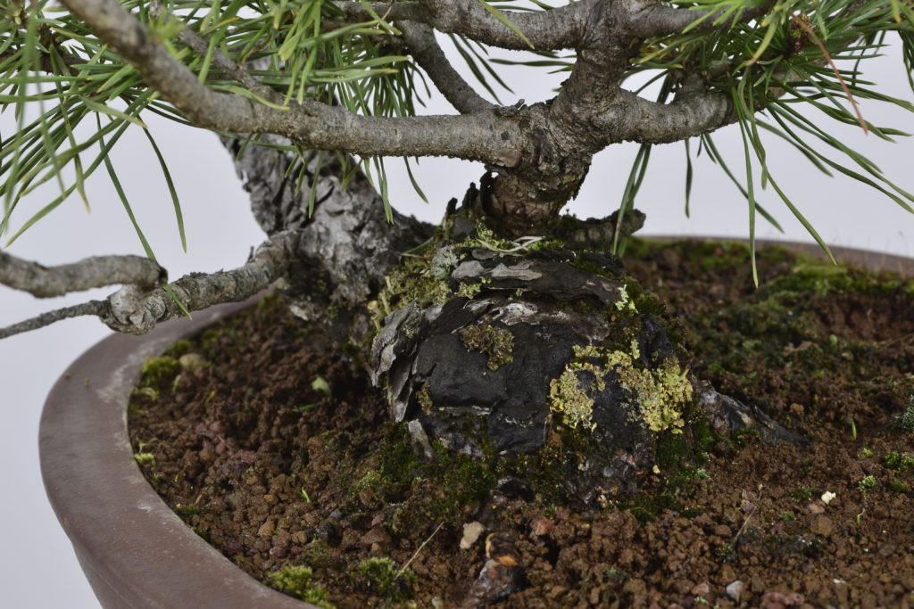 David Soto Estudio de Bonsai