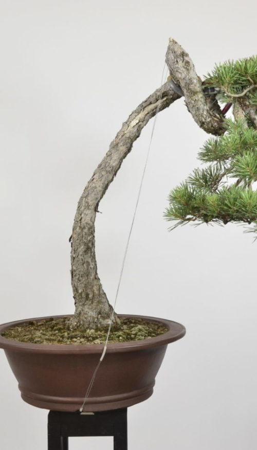 Pinus sylvestris.
