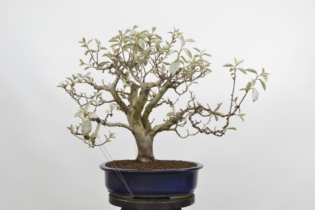 David Soto Estudio de Bonsai