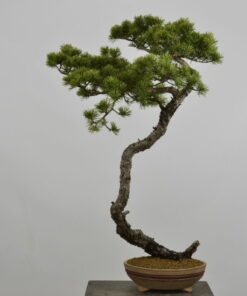 Pinus sylvestris.