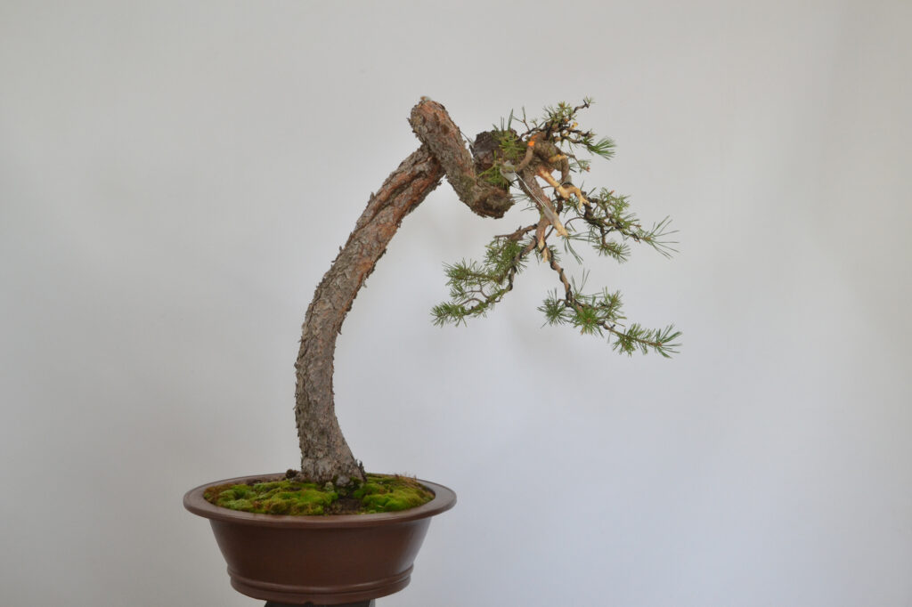 David Soto Estudio de Bonsai