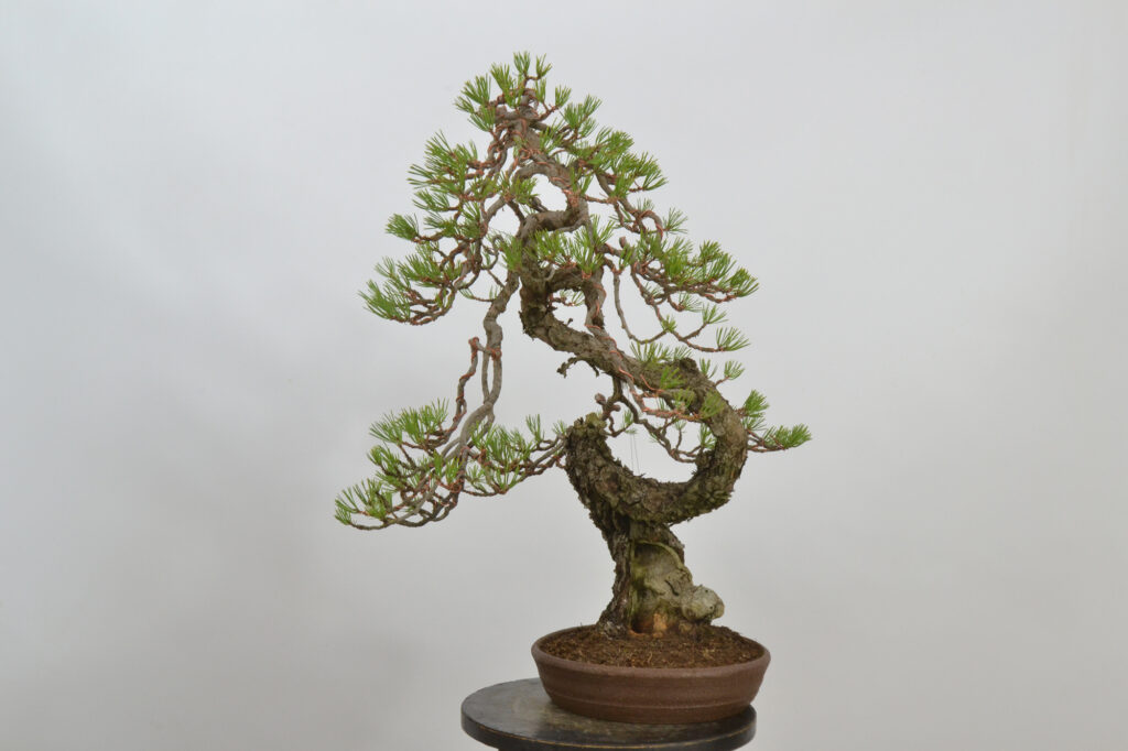 David Soto Estudio de Bonsai