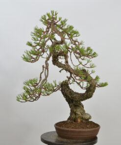 Pinus sylvestris.