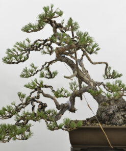 Pinus sylvestris.