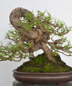 Alternative view of Pinus sylvestris