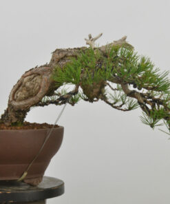 Pinus sylvestris.