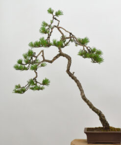 Pinus sylvestris