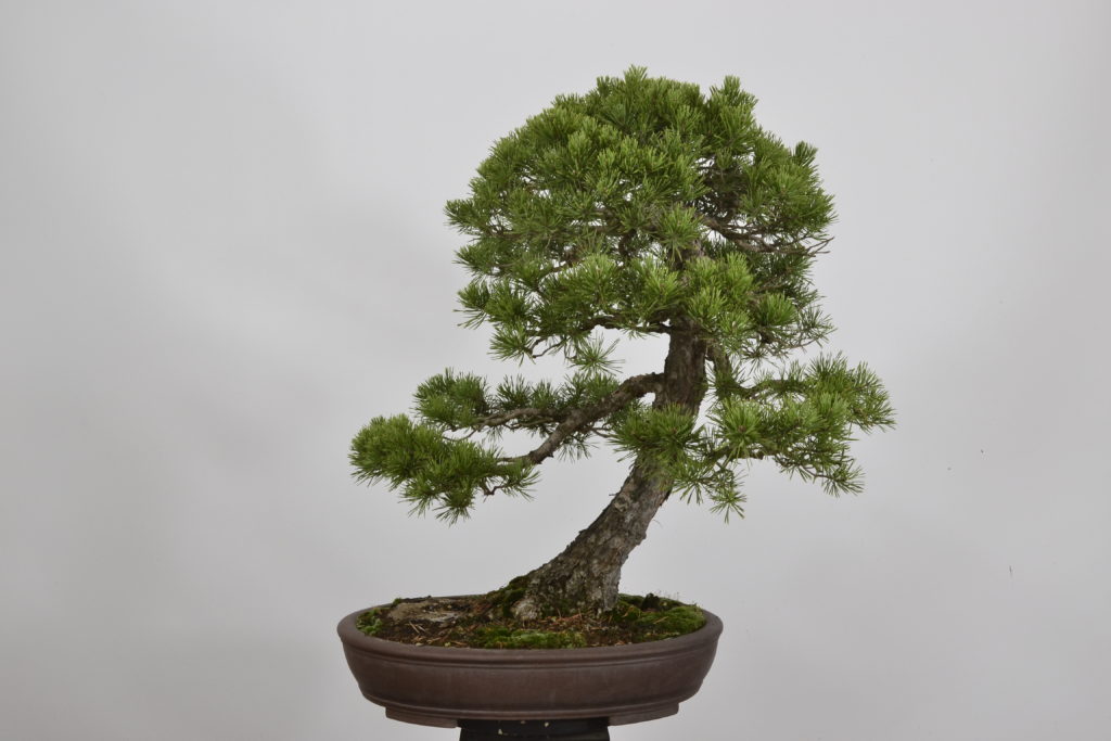 David Soto Estudio de Bonsai