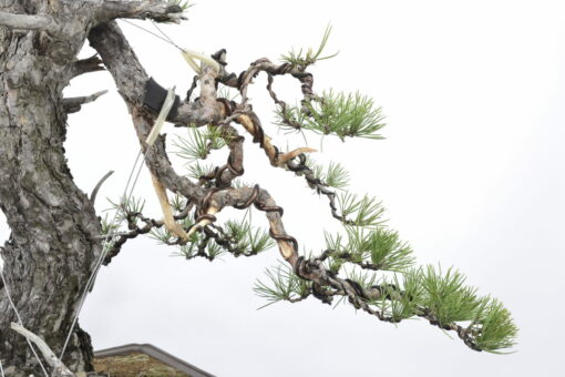 Pinus sylvestris - Imagen 5