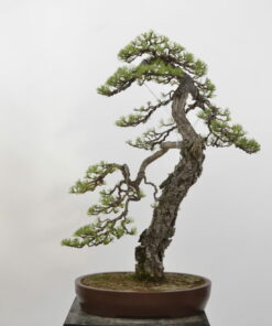 Pinus sylvestris