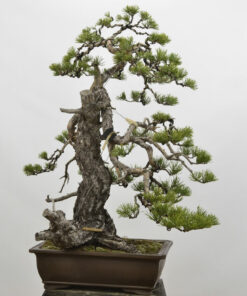 Pinus sylvestris