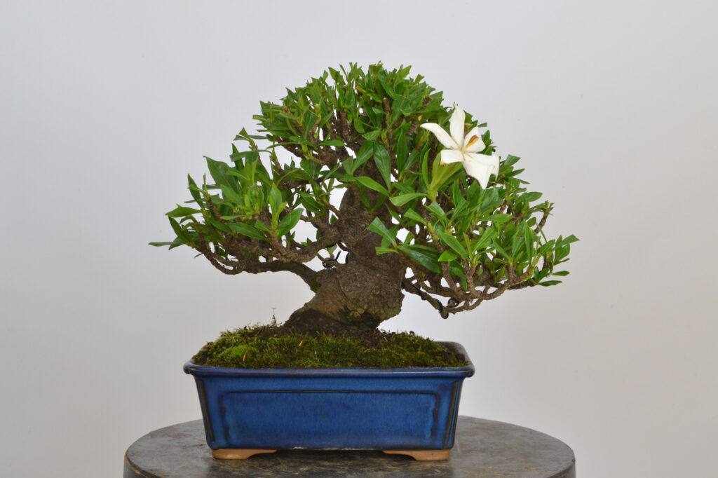 David Soto Estudio de Bonsai