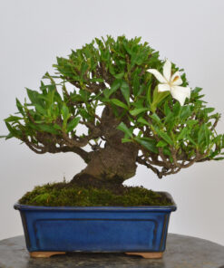 Gardenia jasminoides
