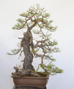 Alternative view of Pinus sylvestris