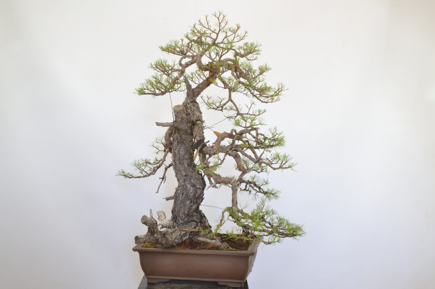 Pinus sylvestris - Imagen 2