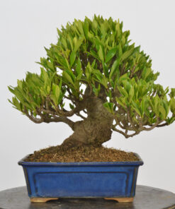 Gardenia jasminoides