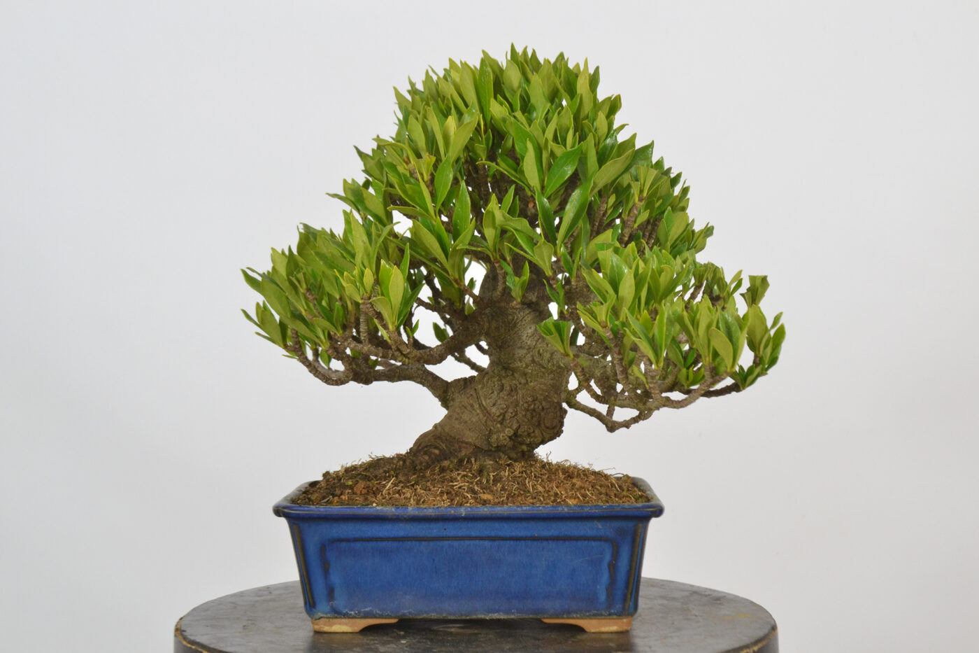 Gardenia jasminoides