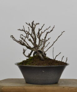 Chaenomeles japonica 'Chojubai'