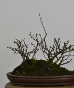 Chaenomeles japonica 'Chojubai'