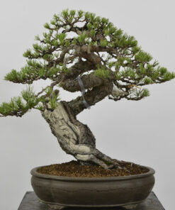 Pinus sylvestris