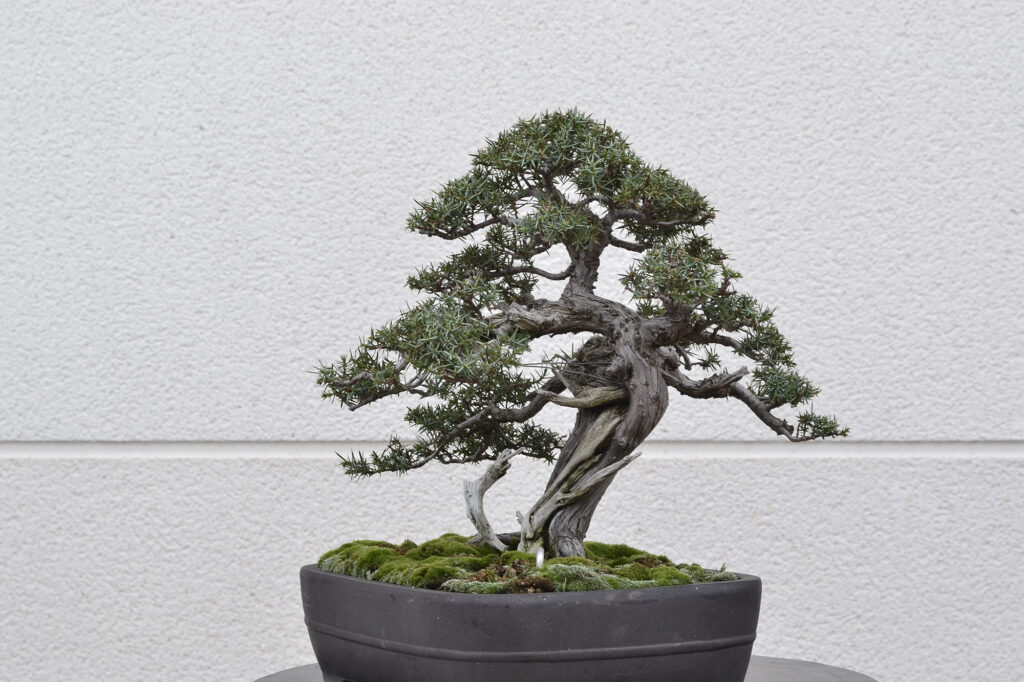 David Soto Estudio de Bonsai