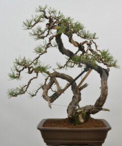 Pinus sylvestris