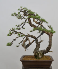 Pinus sylvestris