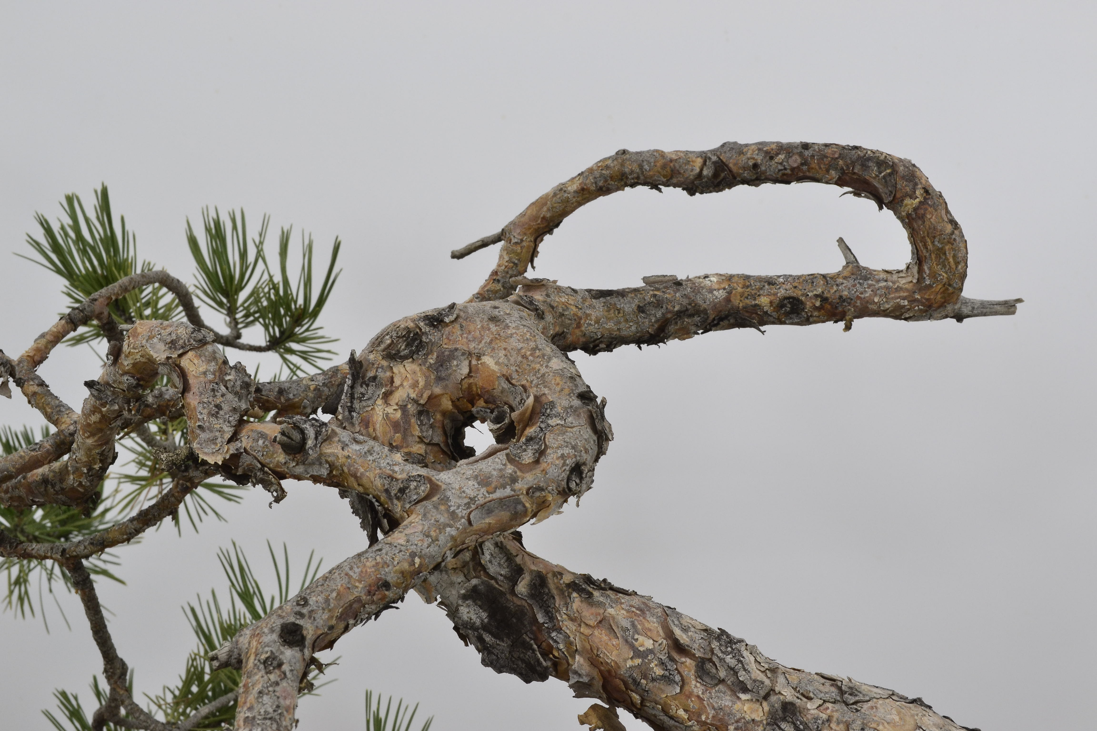 David Soto Estudio de Bonsai