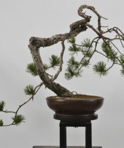 Pinus sylvestris