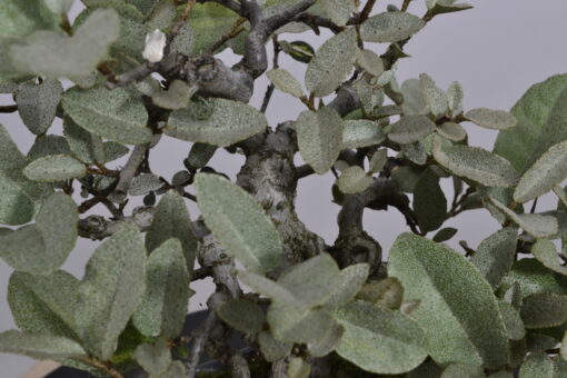 Eleagnus pungens 'maculata' - Imagen 5