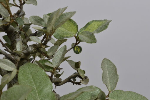 Eleagnus pungens 'maculata' - Imagen 4