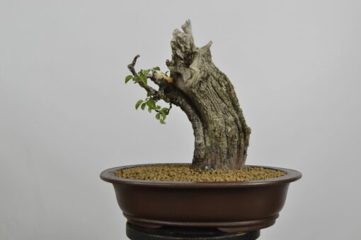 Prunus mahaleb