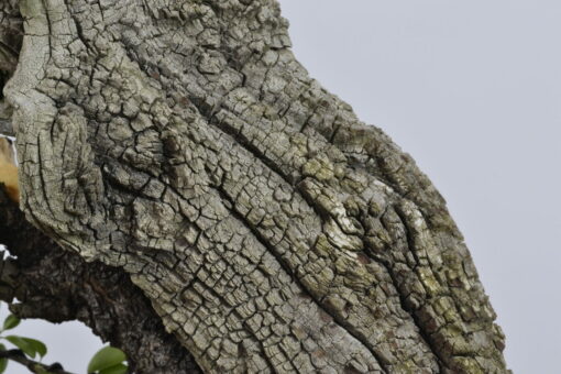 Prunus mahaleb - Imagen 5