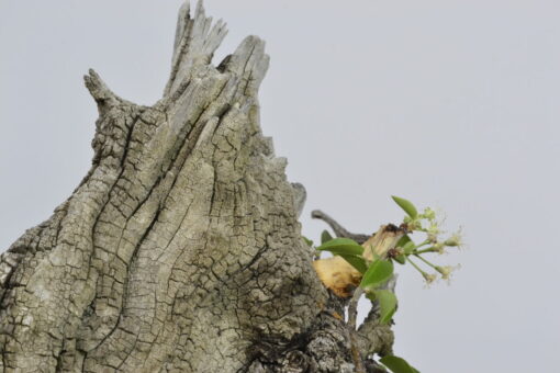 Prunus mahaleb - Imagen 4