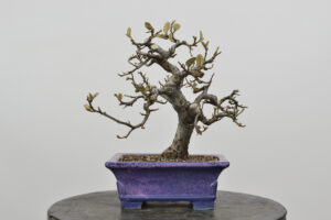 Curso de iniciación al bonsái. Sábado 12 de diciembre de 2026