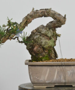 Pinus sylvestris