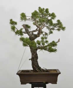 Pinus sylvestris
