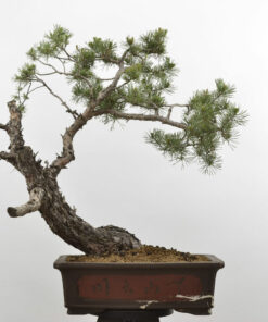 Pinus sylvestris